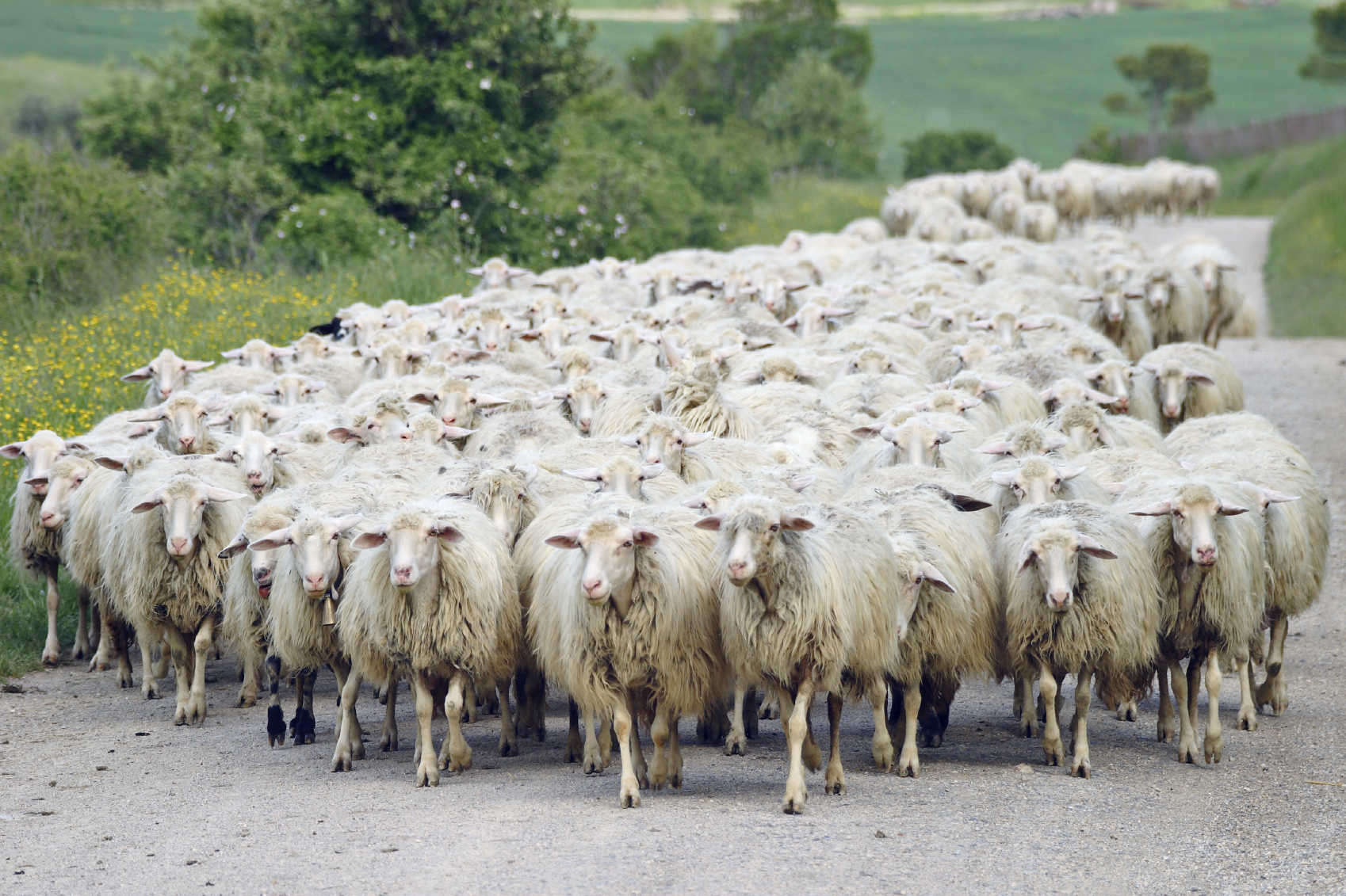 Sheep-flock.jpg
